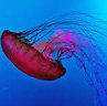 cnidaria