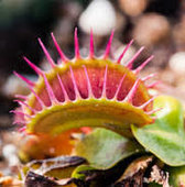 Flytrap