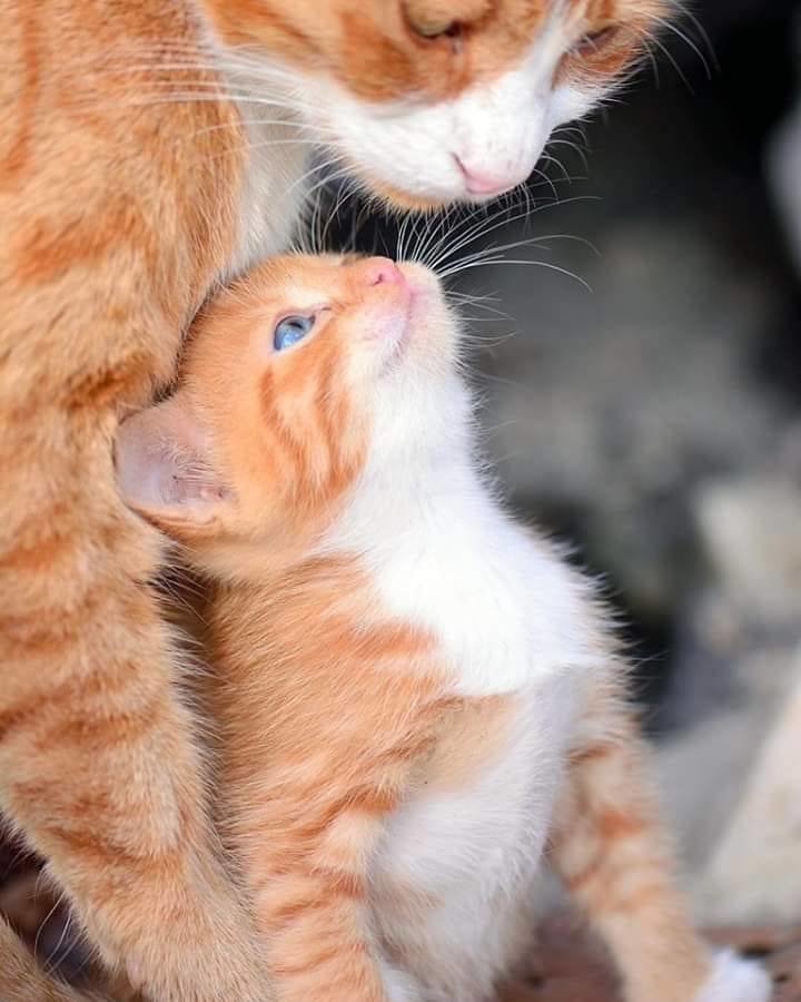 An orange kitty looks up at its parent