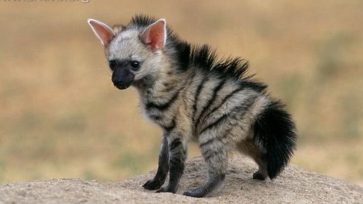 An aardwolf cub