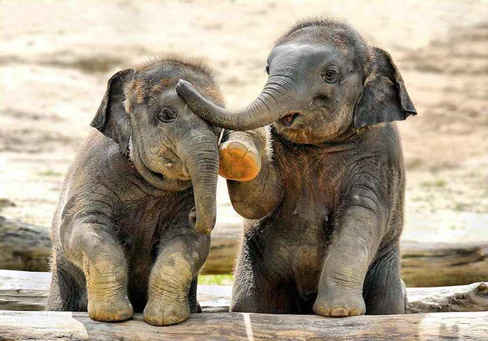 cute-baby-elephants-7-58fef0353e07c__700.jpg.c3b03187409b7914af5643a12c8307e1.jpg