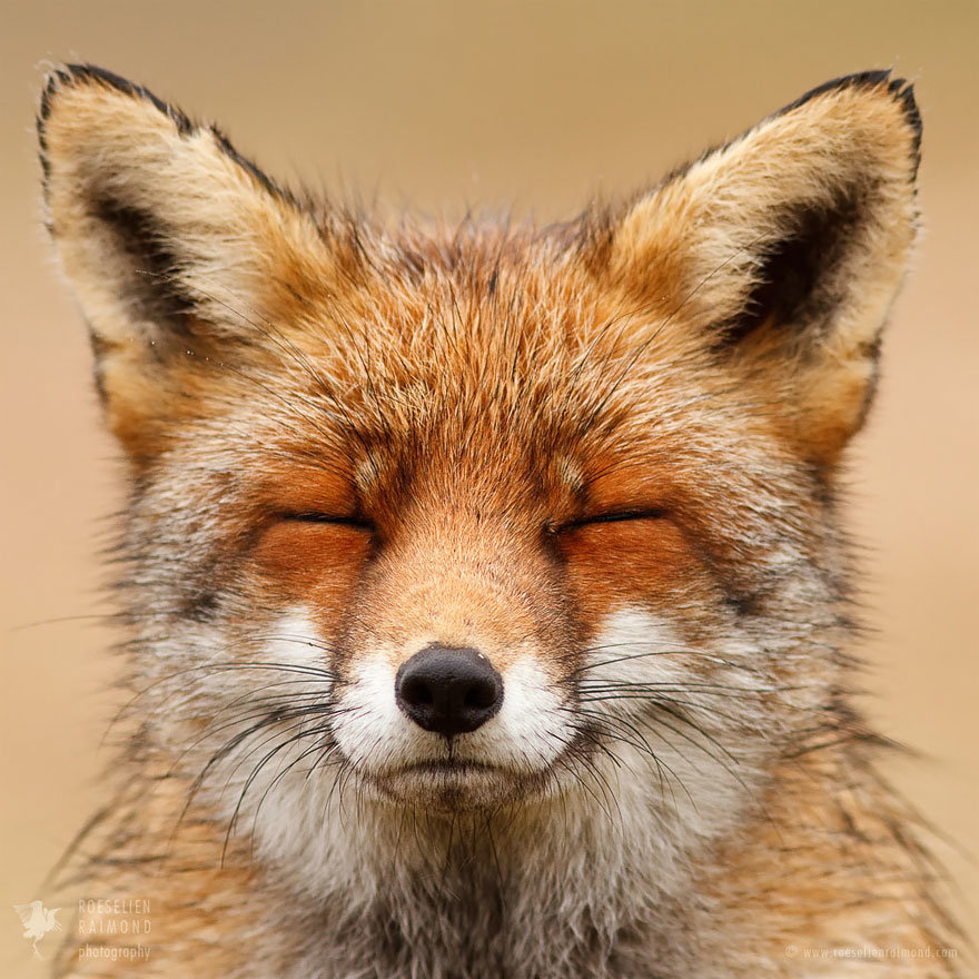 A smiling fox