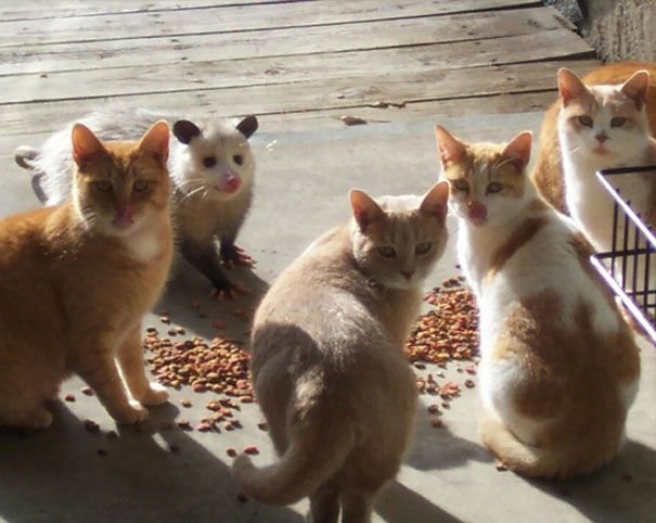 A possum and four cats looking at the camera