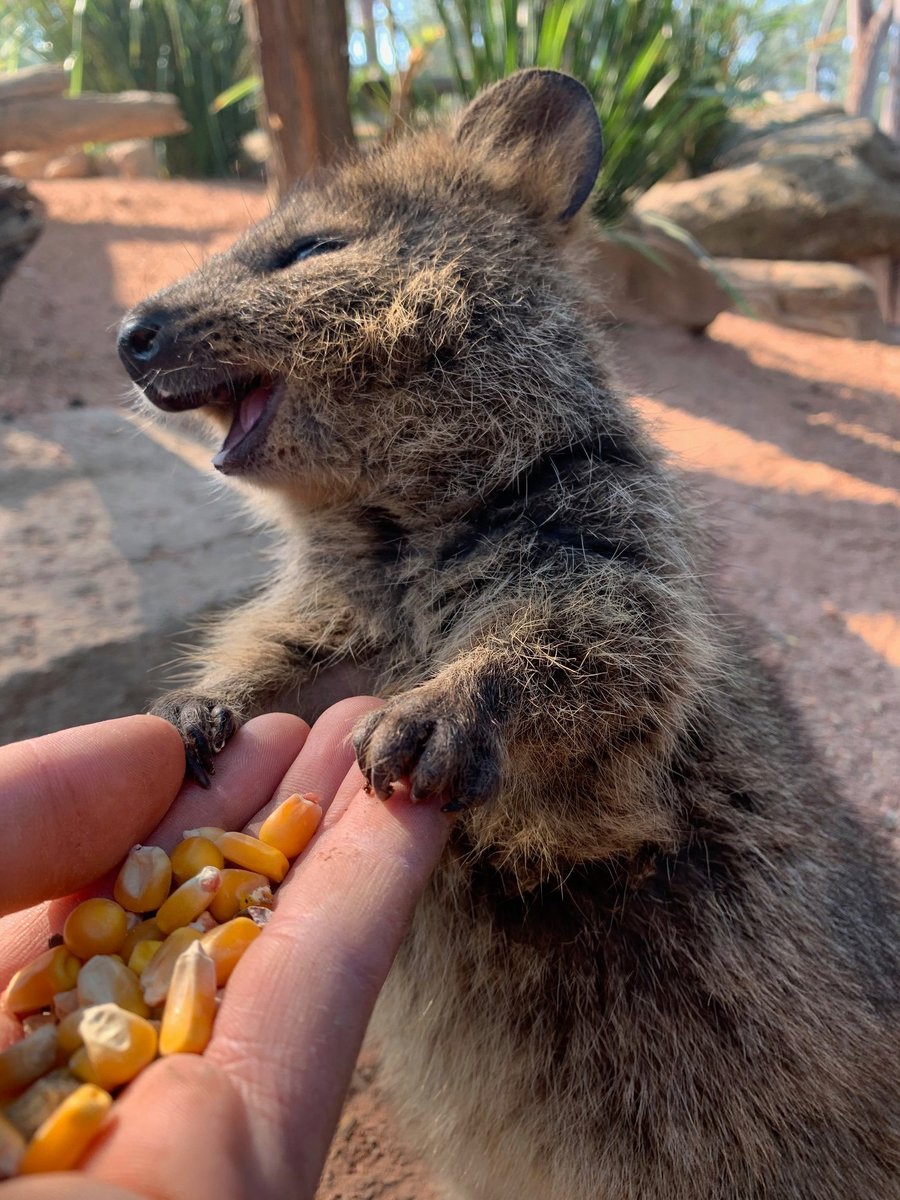 A quokka smiling