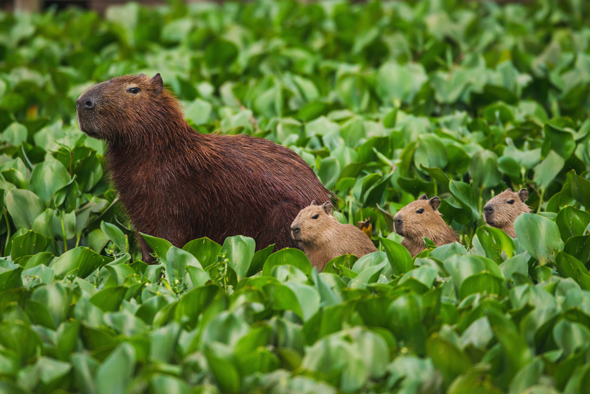 A capybara mom and three babies