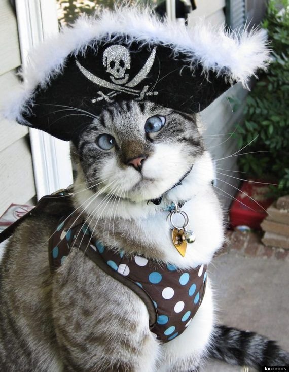 A cross-eyed cat in a pirate hat