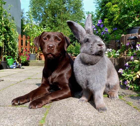 Giant-Rabbit-Dog-Pet.jpg.2acb17af25b9b8bf2a9a01a9828e2533.jpg