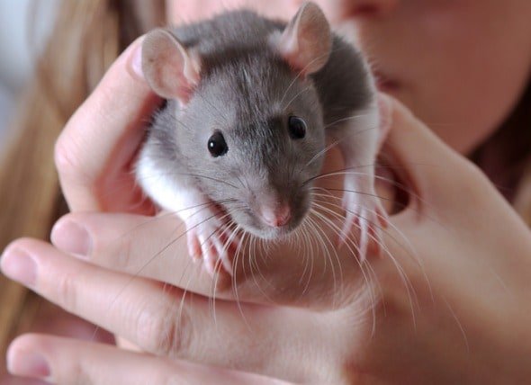 girl-and-her-rat-2-picture-id171553890.jpg.7bb7342dce8a602263f6cc7b69f8db32.jpg