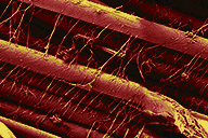 SINEW2.png.a475b5861a1922e42191997696b9a0f9.png