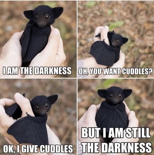 A four-panel meme of a small bat cuddling with someone's hand