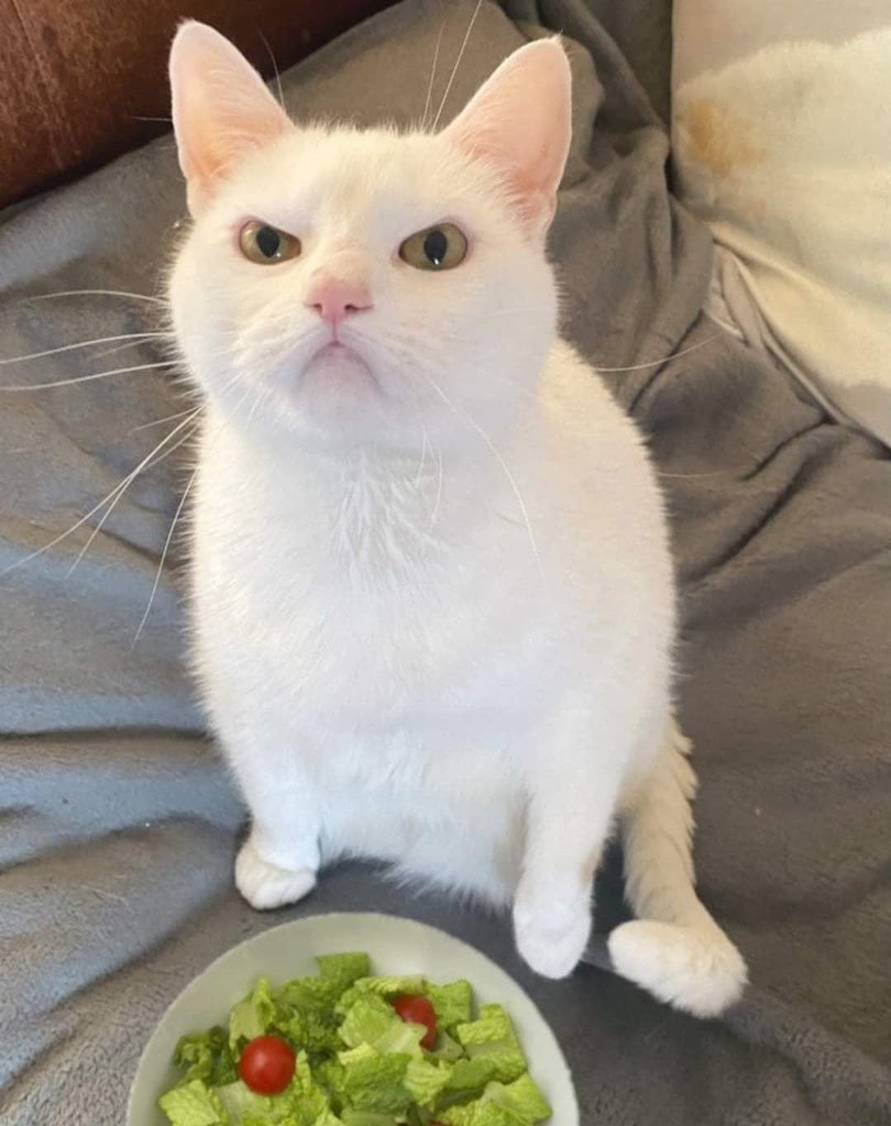 A cat pouting over a bowl of salad