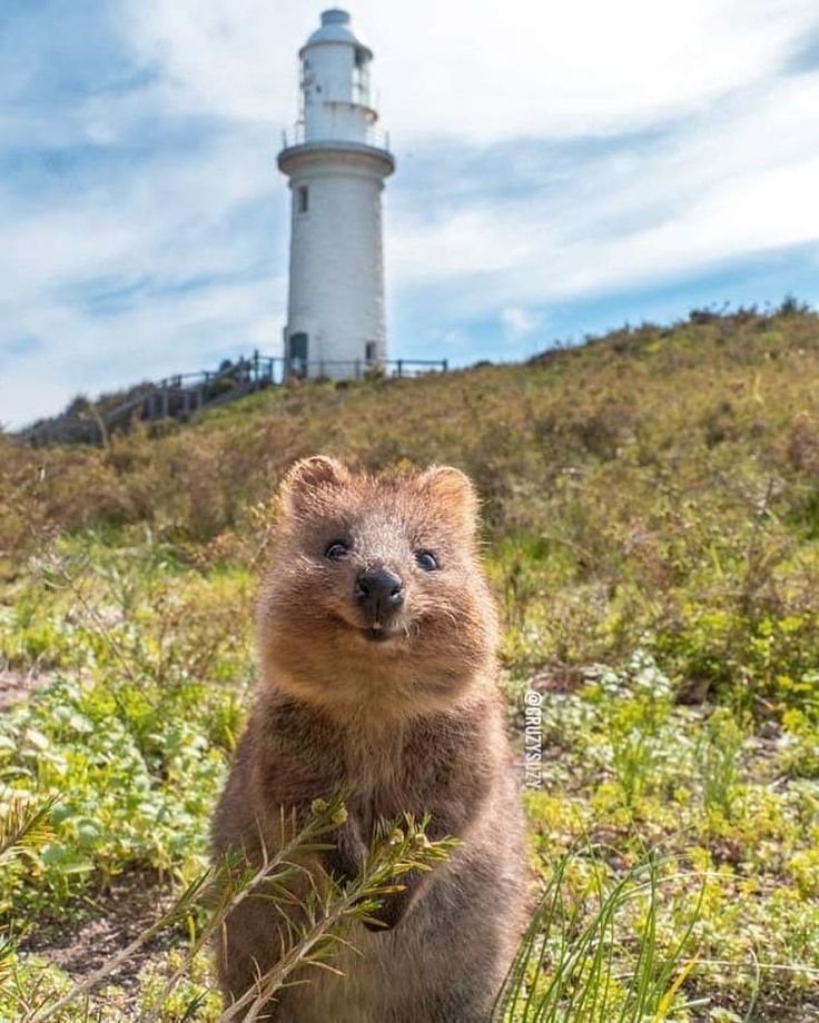 A quokka in front of a lighthouse