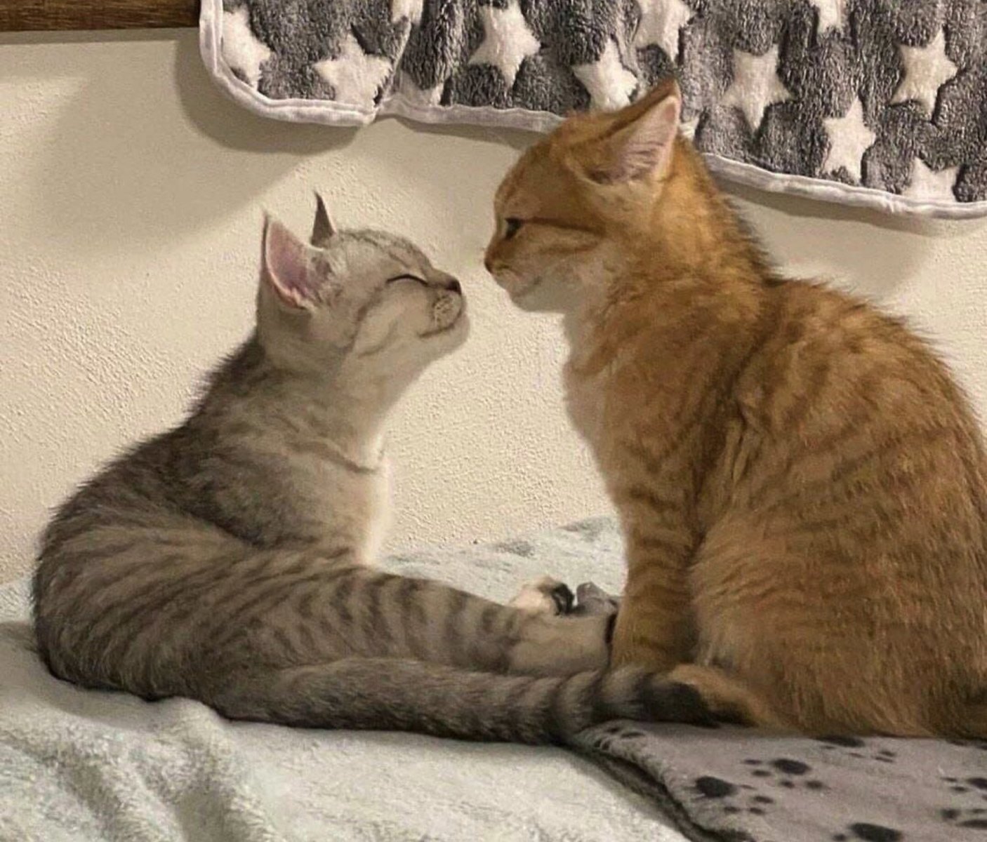 Two cats smiling at each other