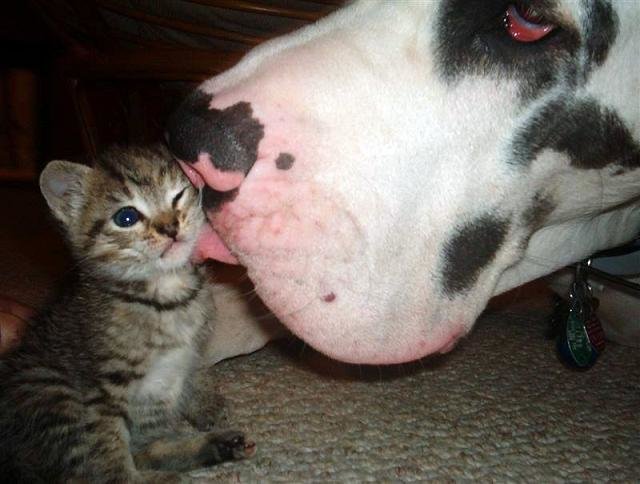 A Dalmatian licks a kitten's face