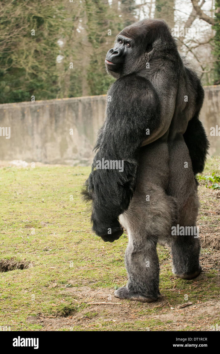 silverback-gorillagorilla-standing-DT1RCR.jpg.eff710d952ff6ed63750a844239e6ba3.jpg