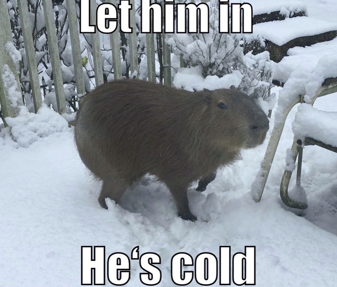 A capybara on a snow-covered porch. Top text: "Let him in" Bottom text: "He's cold"