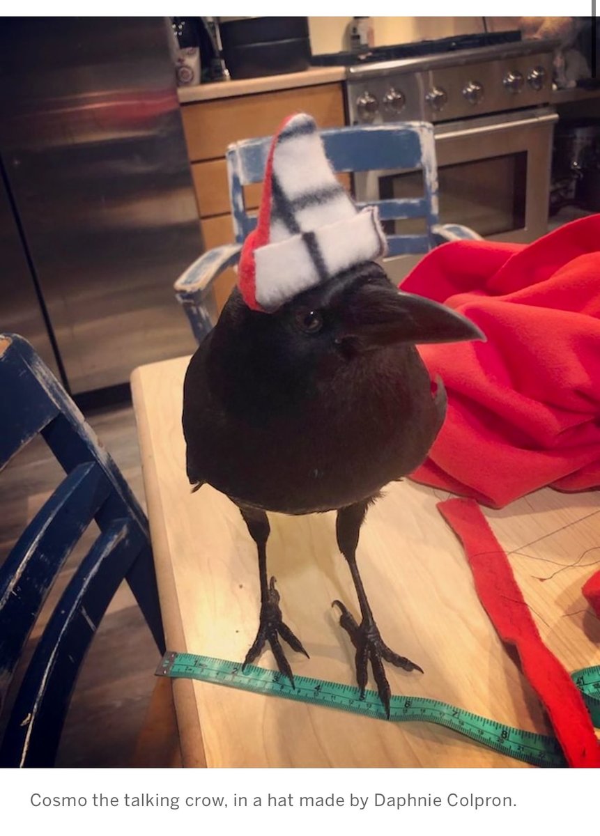 "Cosmo the talking crow, in a hat made by Daphnie Colpron."