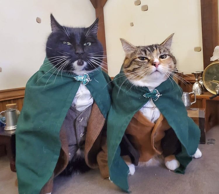 Two cats dressed as hobbits