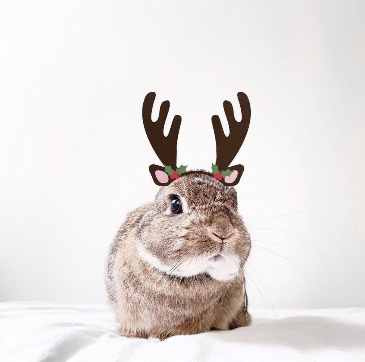 A rabbit wearing paper reindeer antlers