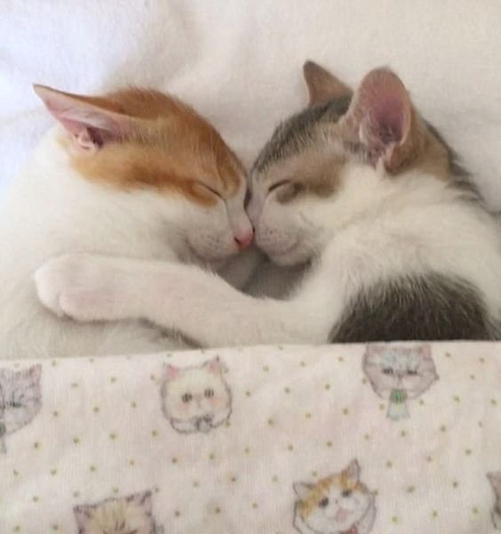 Two cats hug and press their noses up against each other while lying under a blanket