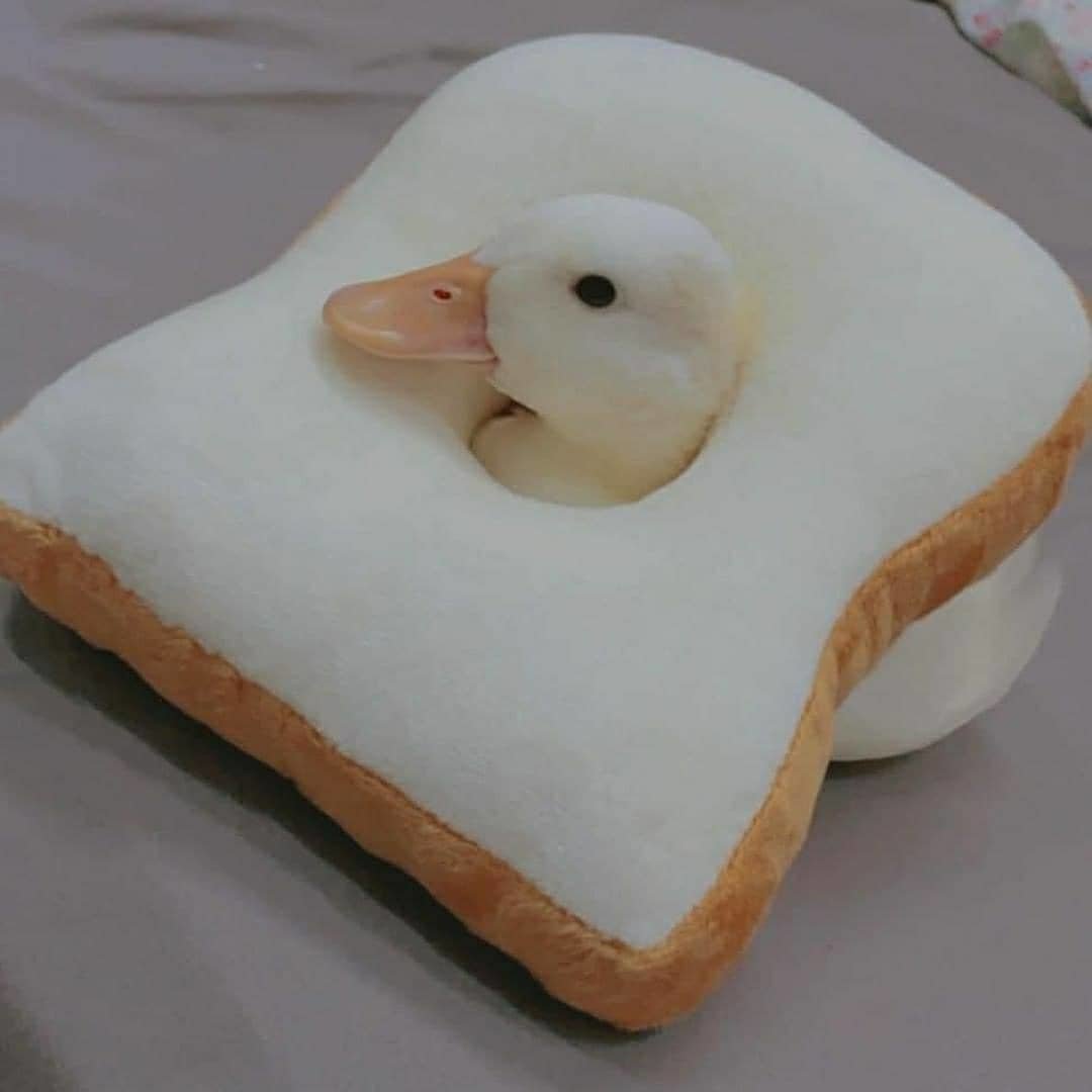 A duck with its head stuck thru a hole in a plush slice of bread