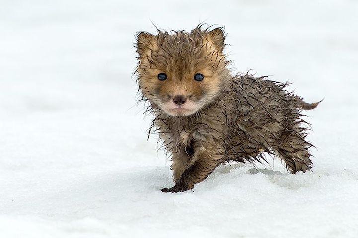 A soggy fox kit standing in the snow