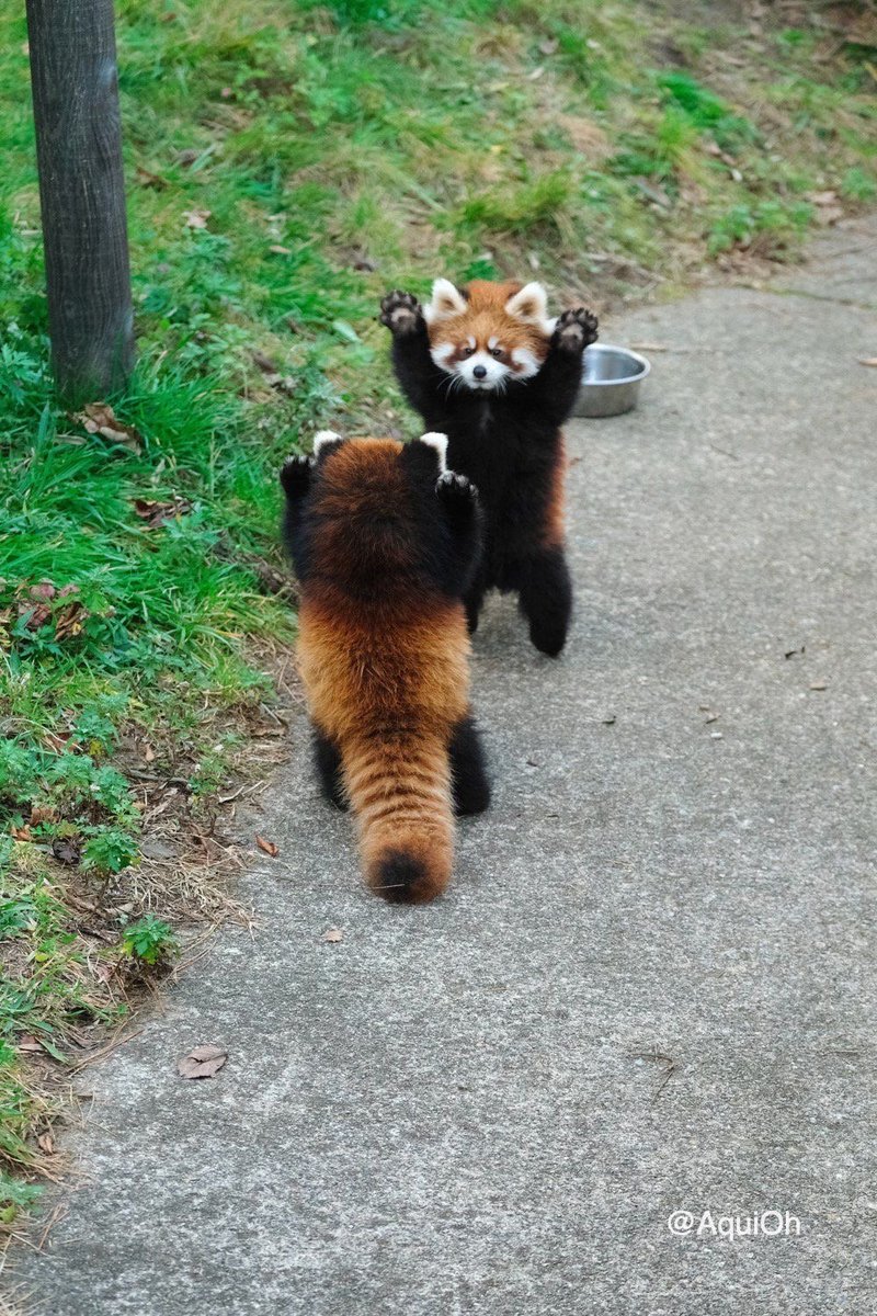 Two red pandas stand facing each other, front paws raised