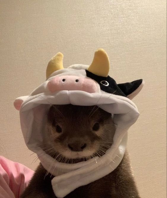 An otter wearing a cow hood