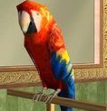 tonytheparrot