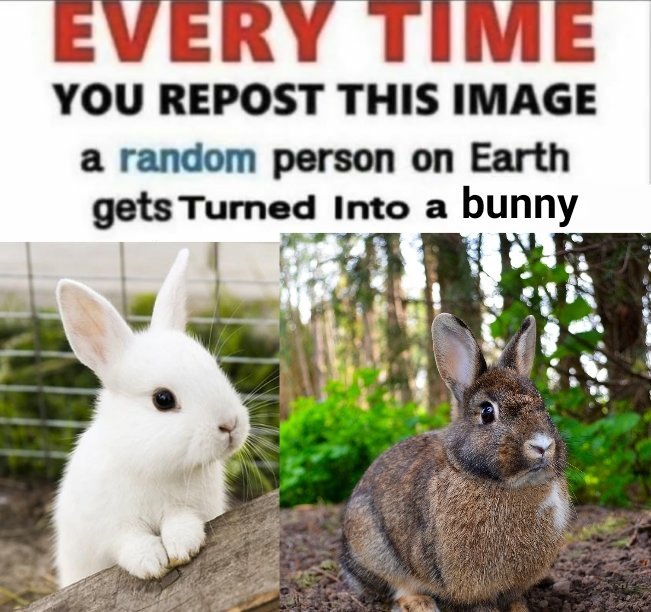 "EVERY TIME YOU REPOST THIS IMAGE a random person on Earth gets Turned into a bunny"