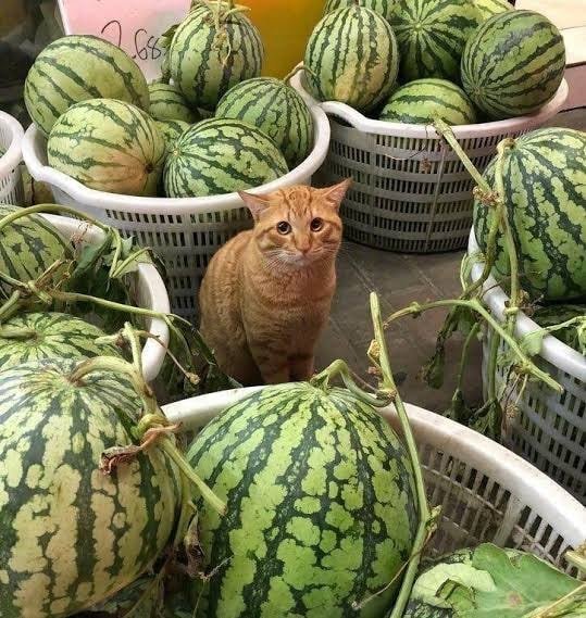 A guilty-looking cat surrounded by baskets full of watermelons