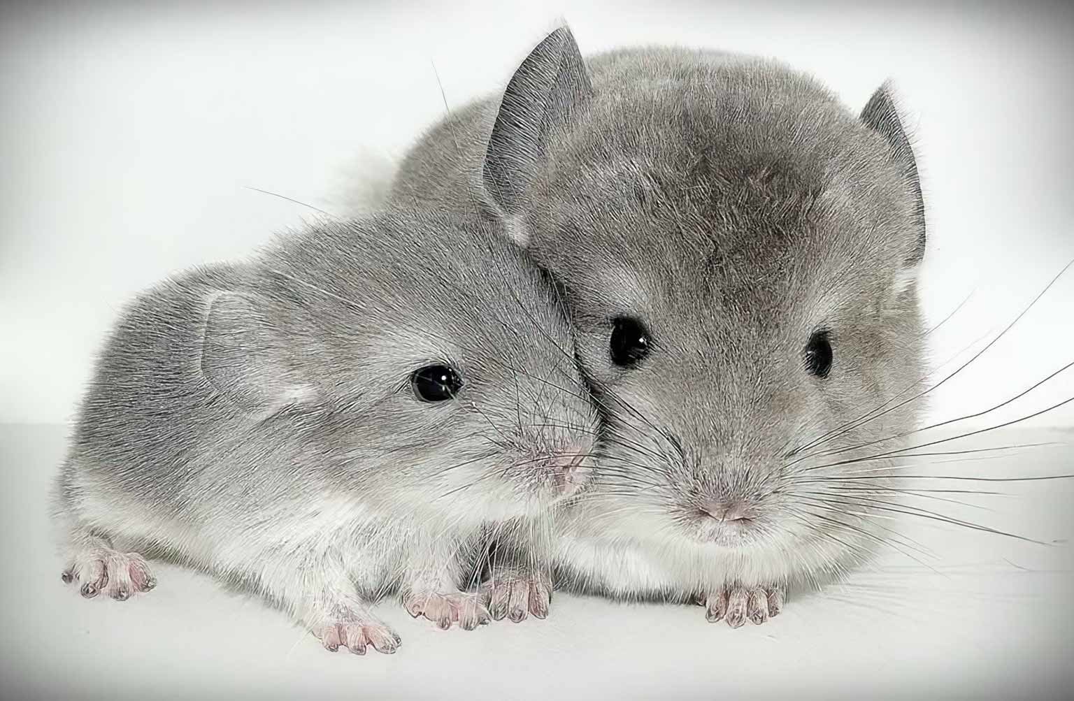 A young grey chinchilla snuggles against its parent