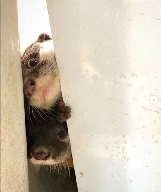 Two otters peeking through a partially open door