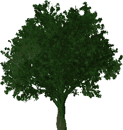 1tree.png.bbfdf4ce4d2af76c46c24abe91f95756.png