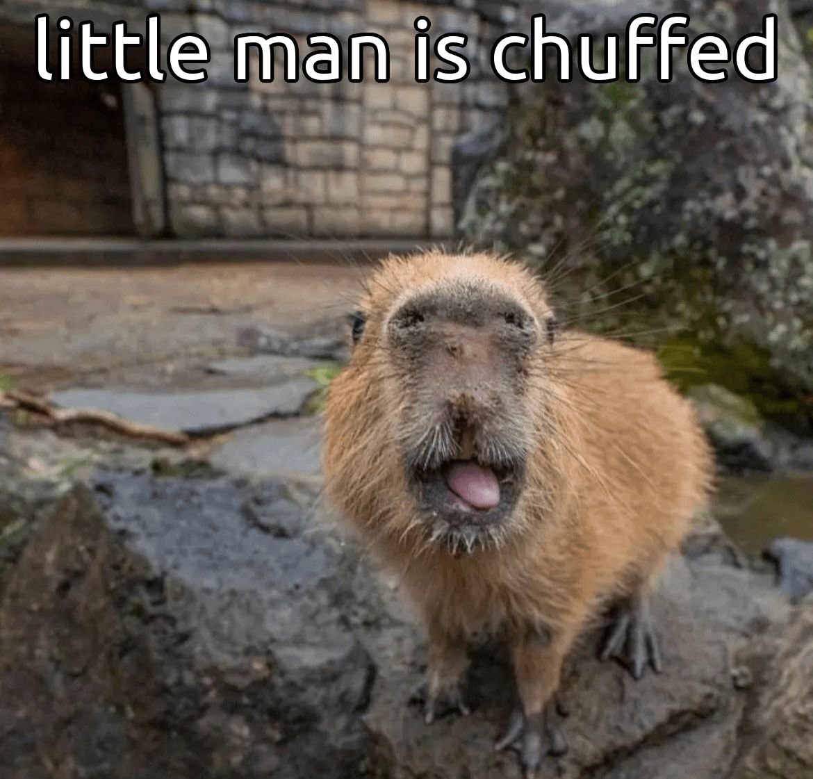 A small capybara sticks it tongue out and faces the camera. Top text: "little man is chuffed"