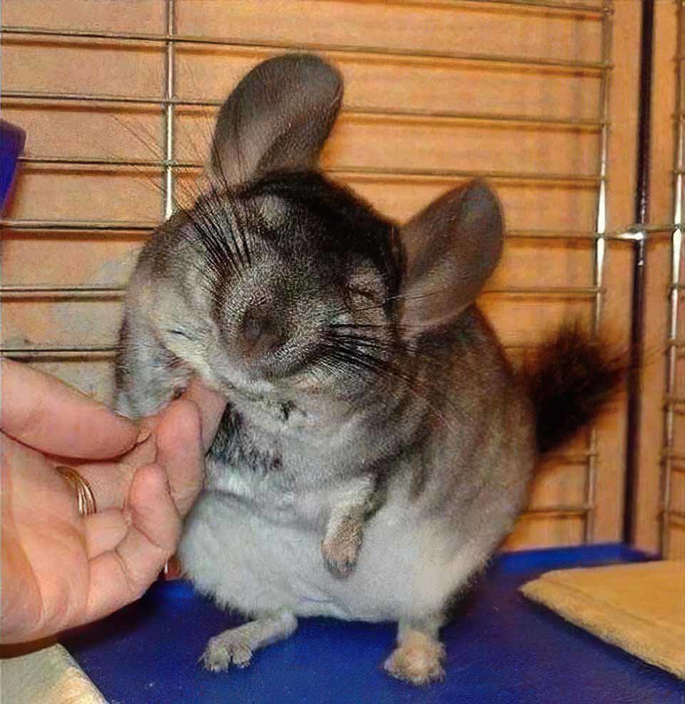 A happy chinchilla receives scritches