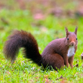 Ardilla cotilla