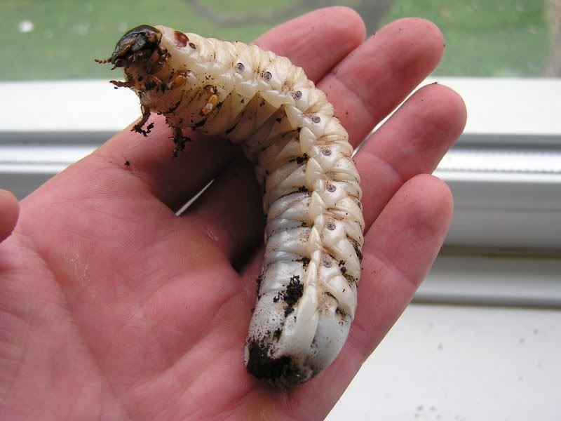 635372863_mancubus-goliathbeetlelarvae.jpg.b5e7cb2c5bd55d2803f1311bc8784ca5.jpg