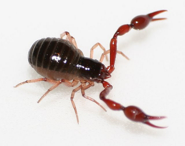 766985304_baronofhell-pseudoscorpion.jpg.38deac9bcc52fe4195fc258849c38116.jpg