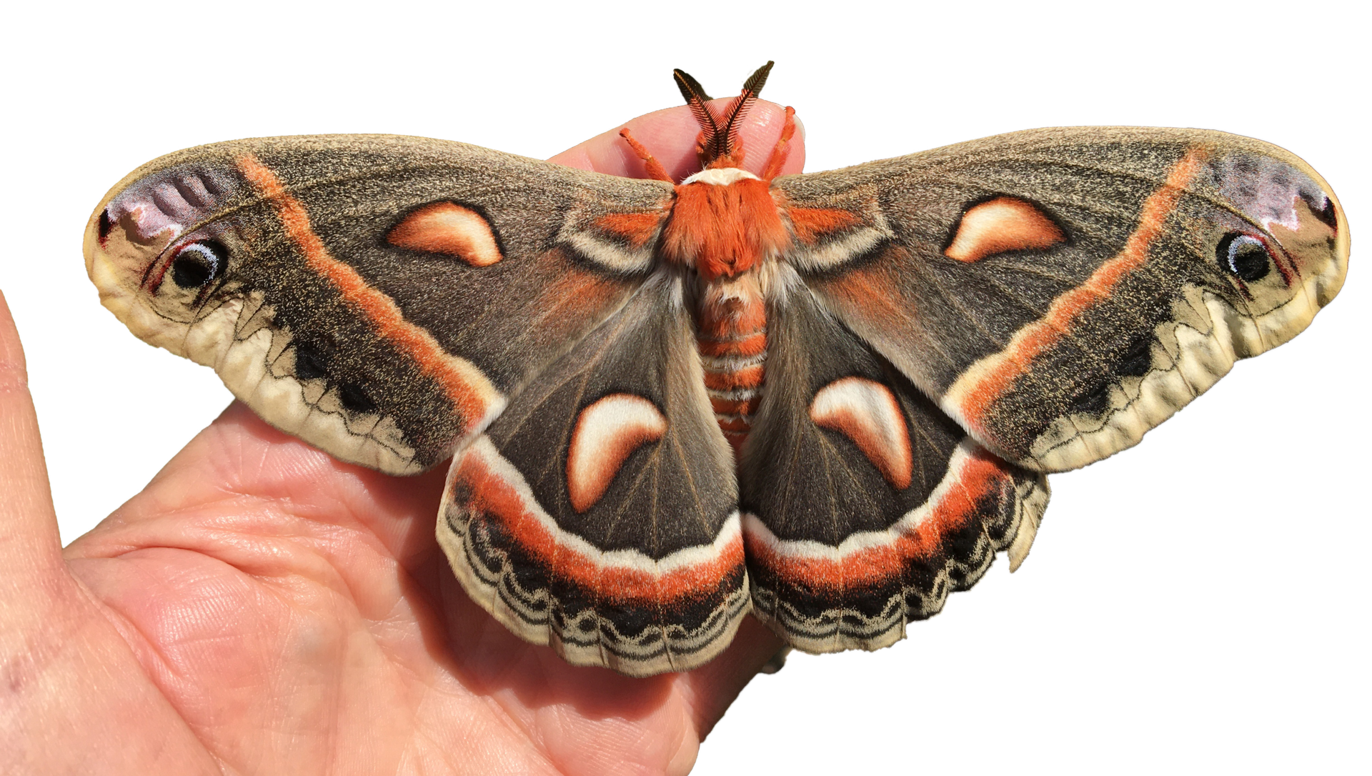 pain_elementsl-cecropia_moth_(2).png.d6e5a50e1f97f784fac660213a044bbe.png