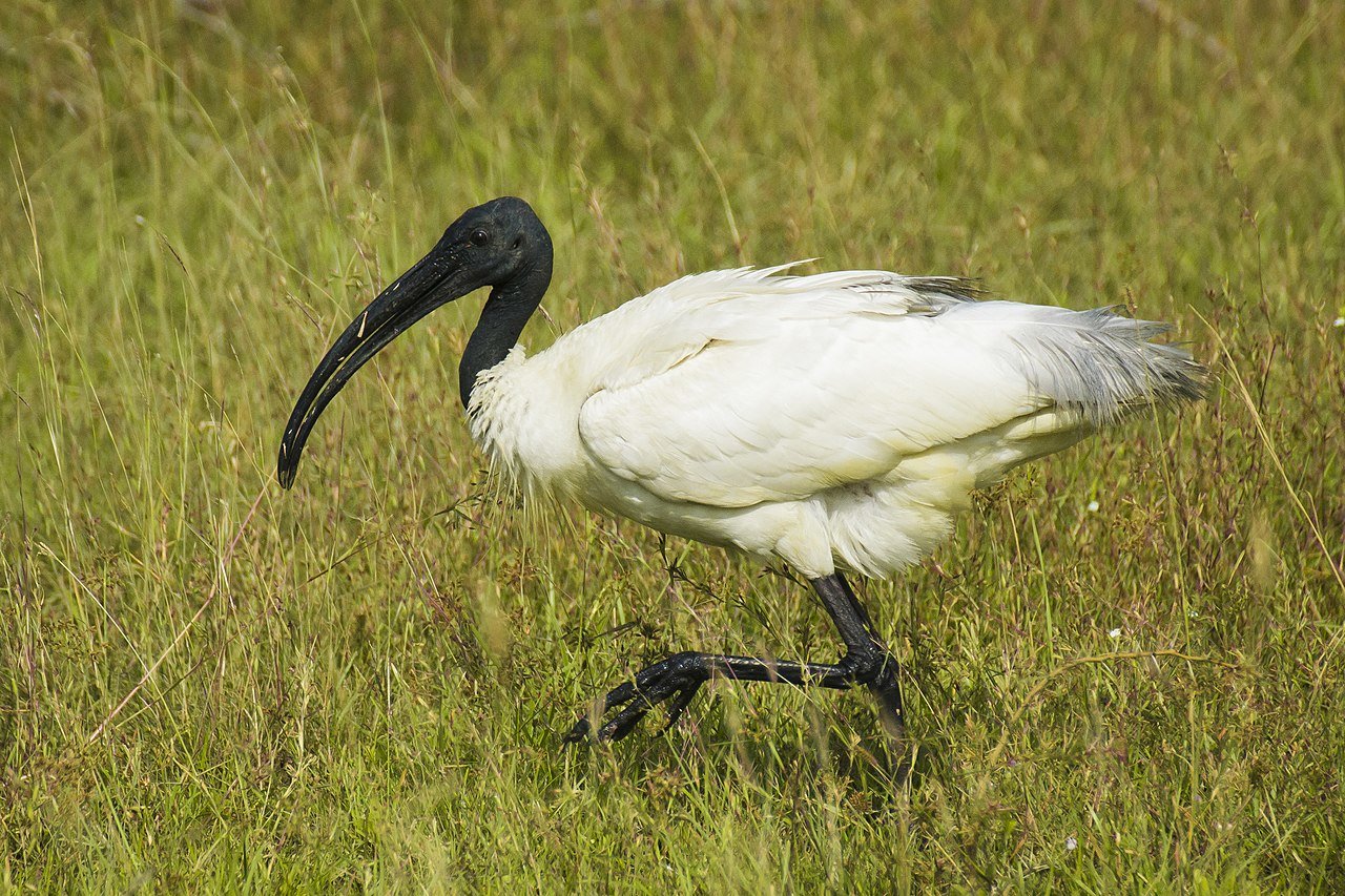 Black-headed_Ibis_(Threskiornis_melanocephalus).jpg.b183aa7d72f22c105ae2291691d5a936.jpg