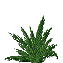 Ferns2.png.0f5d2684ecad210667dd8b6a3798501f.png