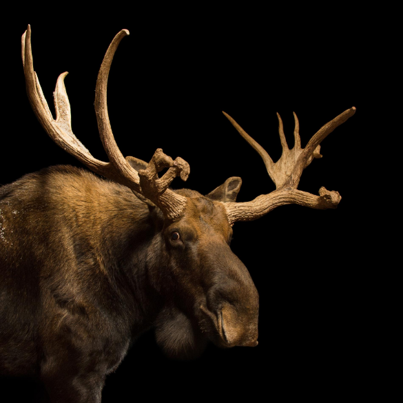 moose.png.d0ed3bcfdbcdaa098819306752b6fb78.png