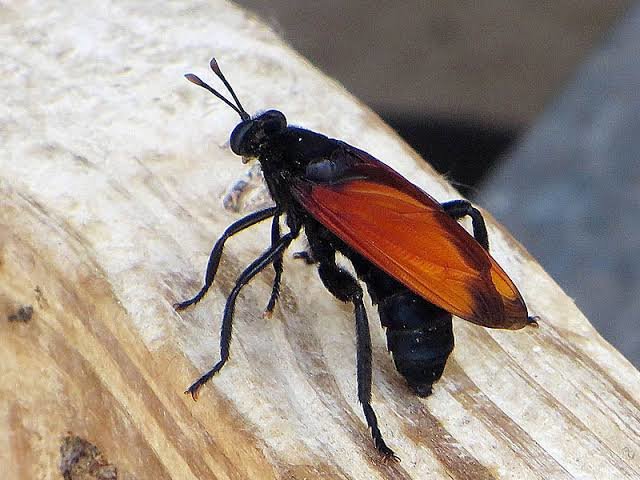 hawkwasp.jpg.178b9f04deb1609849ee7698b0a8d231.jpg